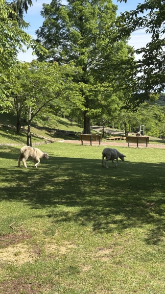 六甲山の牧場に行ってきました~！