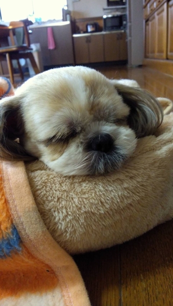 寝るのは仕事！！