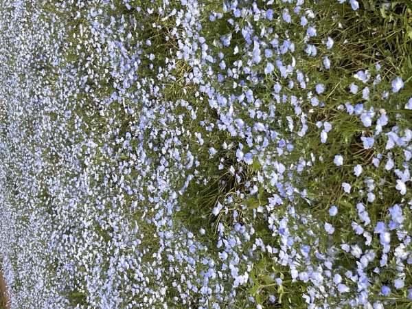 はな