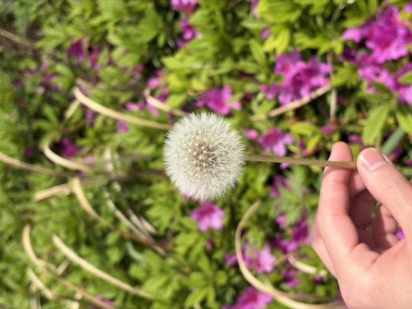 たんぽぽの季節になりました