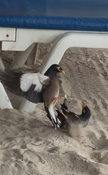 喧嘩している鳥の写真が撮れました