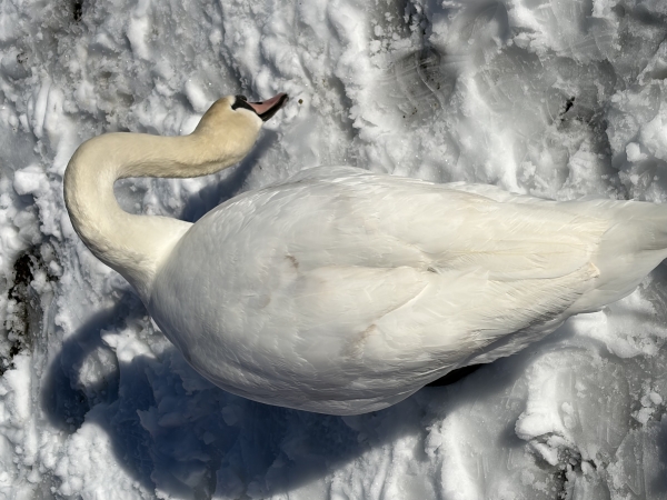 白鳥を見に行ってきました