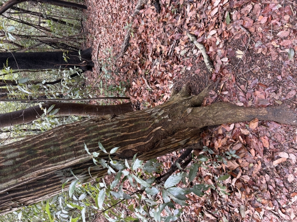 山探検に行ってきました