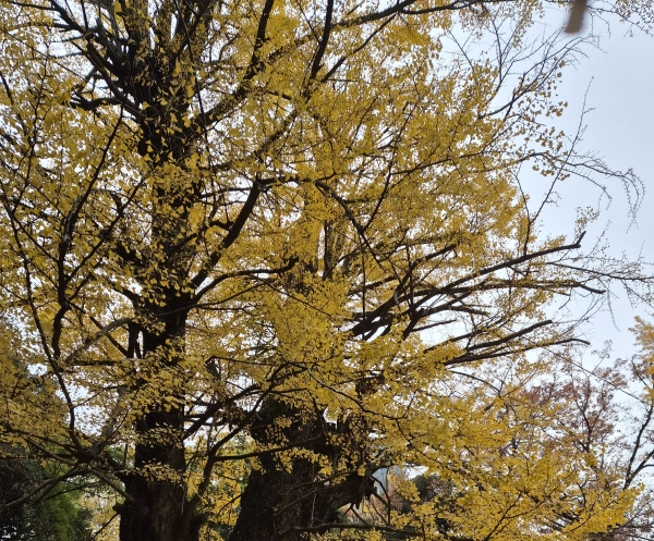 赤坂氷川神社へ行ってきました。