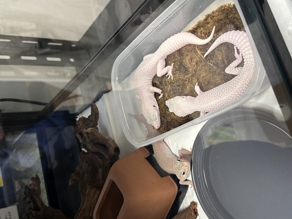 レオパちゃんズ