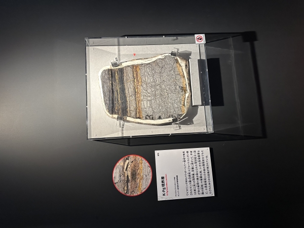 「大絶滅展」へ！