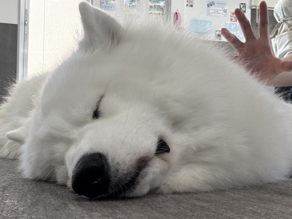 サモエドに会いに行ってきました〜！！☆