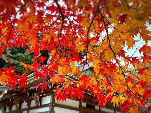 秋の毛穴ケアはシェービングでリセット