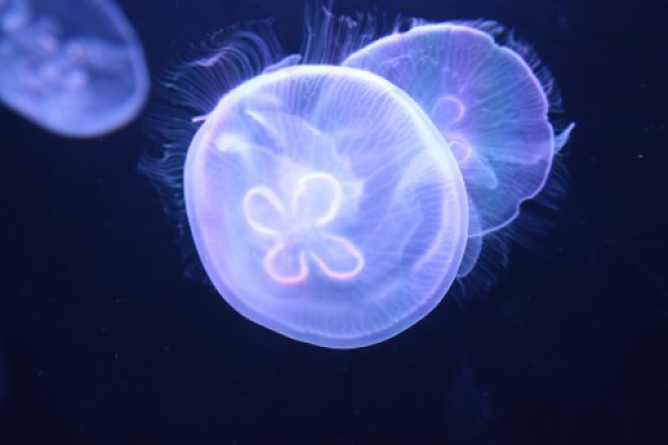 サンシャイン水族館