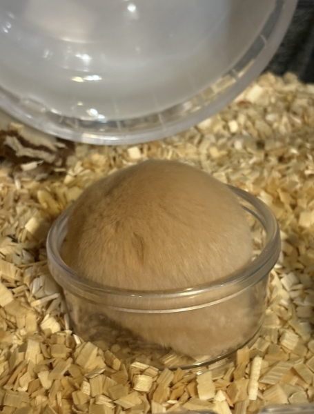 キンクマハムスター