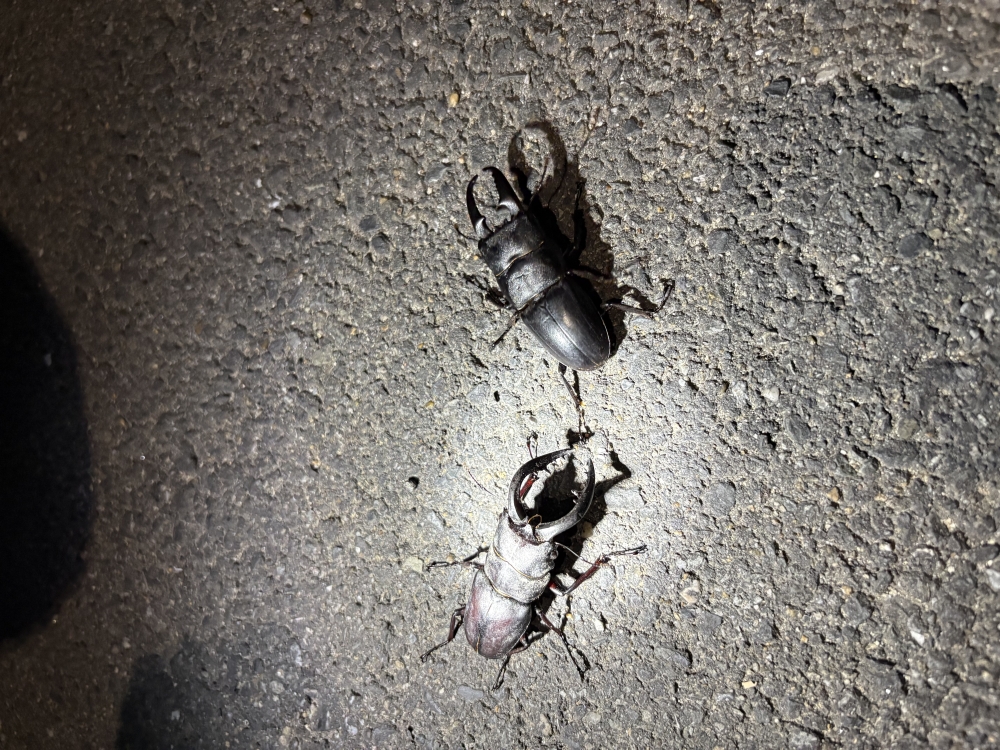 クワガタ獲りにいってきました！