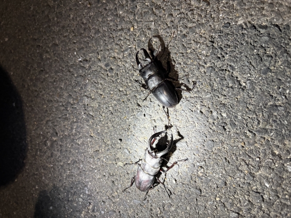クワガタ獲りにいってきました！