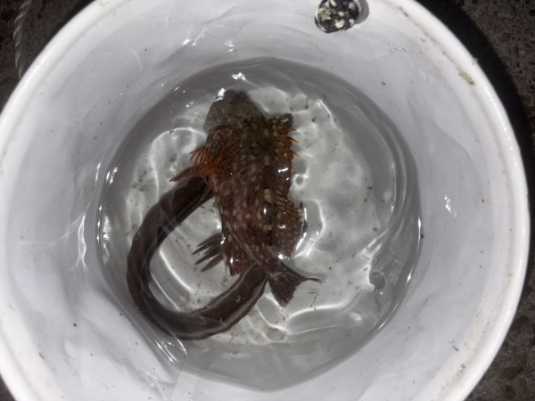 淡路島で釣りに行ってきました！