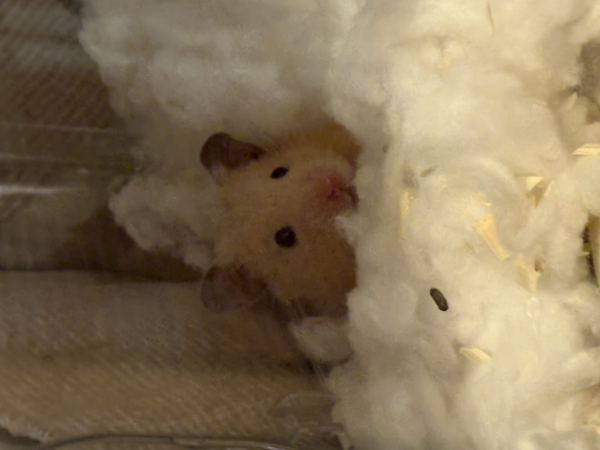 キンクマハムスター