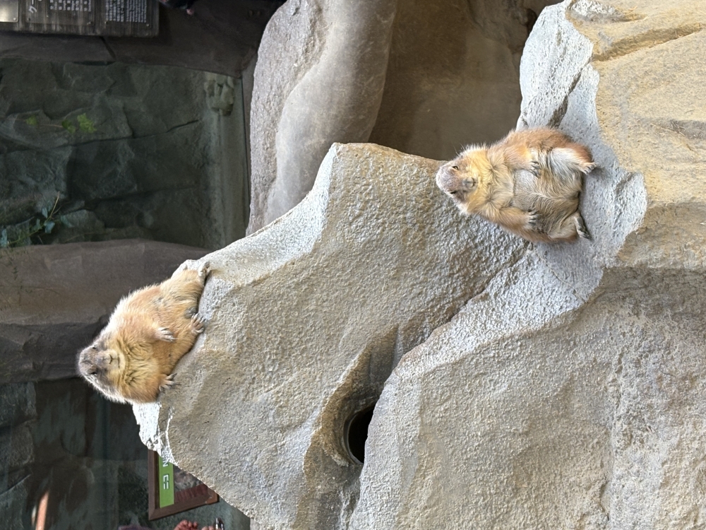 神戸どうぶつ王国にいってきました