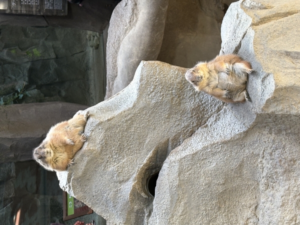 神戸どうぶつ王国にいってきました