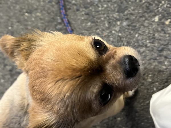 僕のかわちこい犬