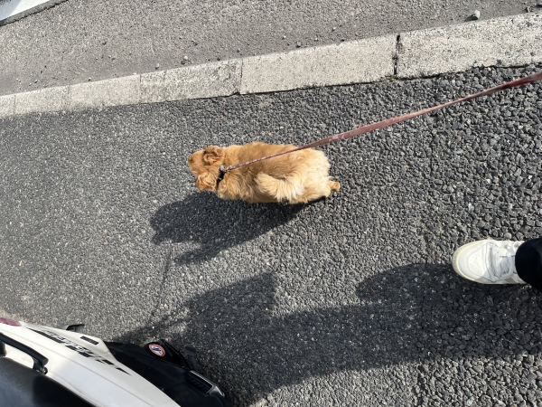 犬/理容室/バーバー/難波/心斎橋