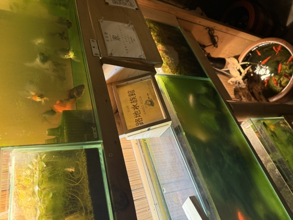 先斗町の隠れスポット｜路地水族館で味わう非日常空間