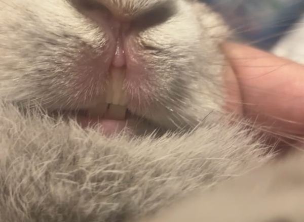 おうちの癒し🐰ろあくんのお話