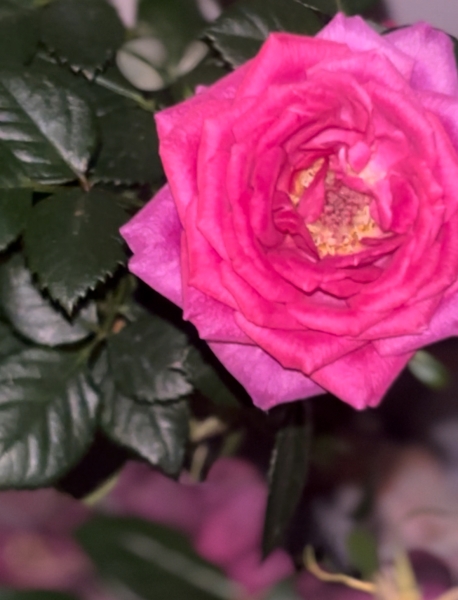 最近の小さな幸せ🌹ミニバラの魅力