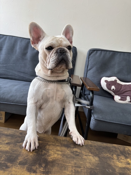 犬のマッスル、犬マッスル