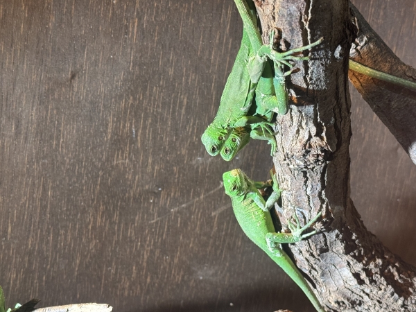 体感型動物園izoo!