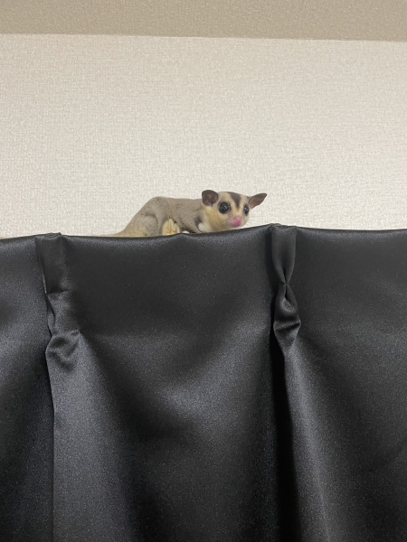 フクロウモモンガ！ラム！