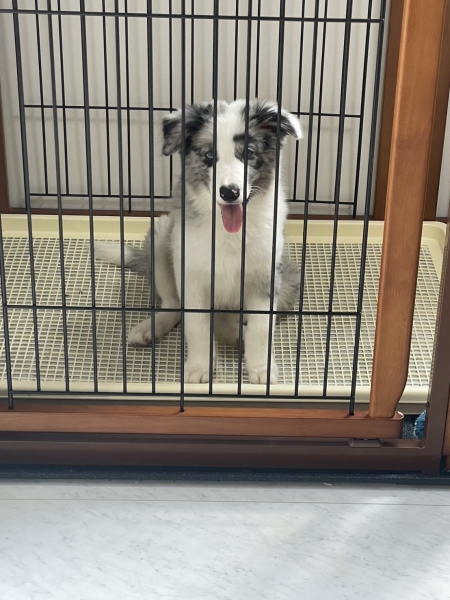 愛犬！？