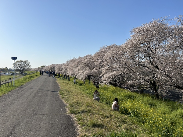 花見