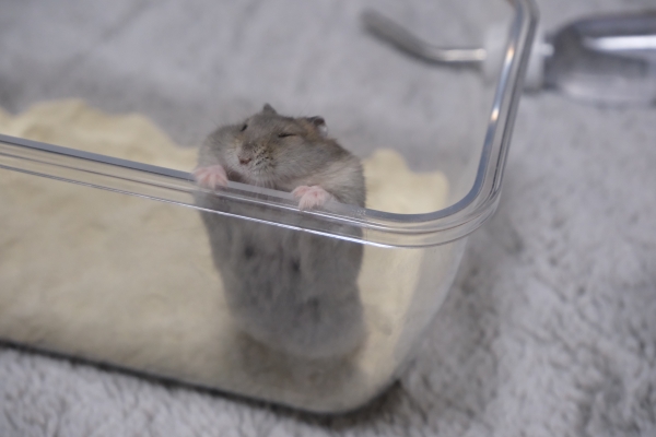 ハムスターを飼い始めました