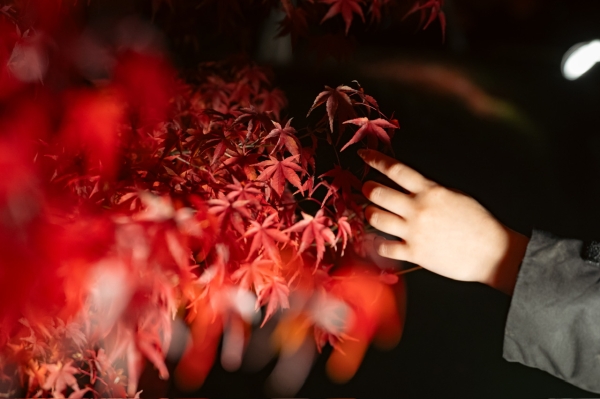 河口湖もみじ回廊