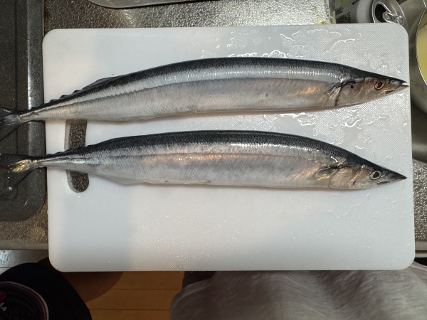 秋は秋刀魚！