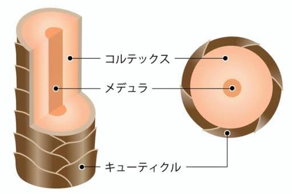 髪の毛とヘアケアについて