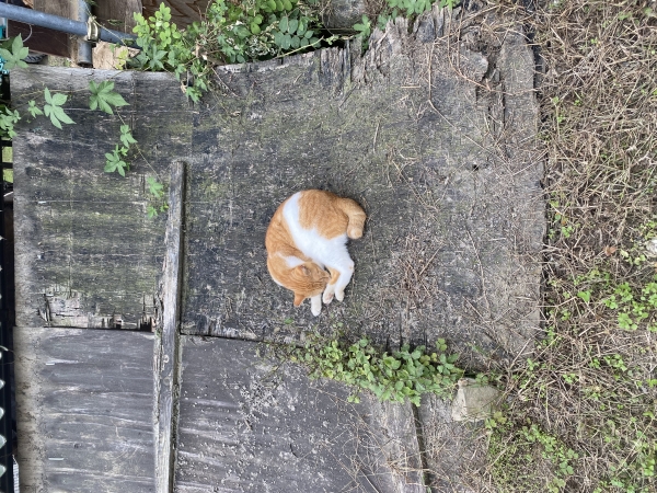かわいい子猫ちゃん