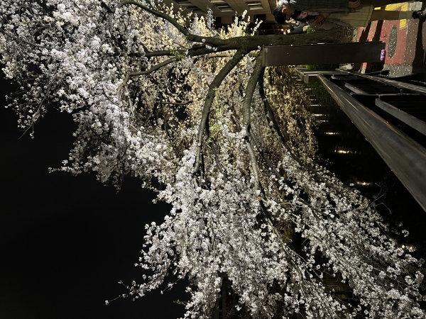 夜桜見てきました🌸🌸