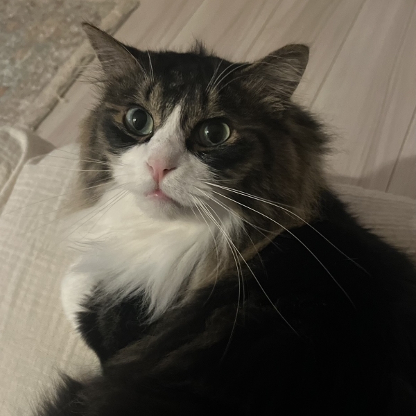 愛猫ロイに癒やされる、私の至福のおうち時間♡