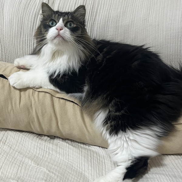 今流行りのAIにロイの可愛さを言語化してもらった件について