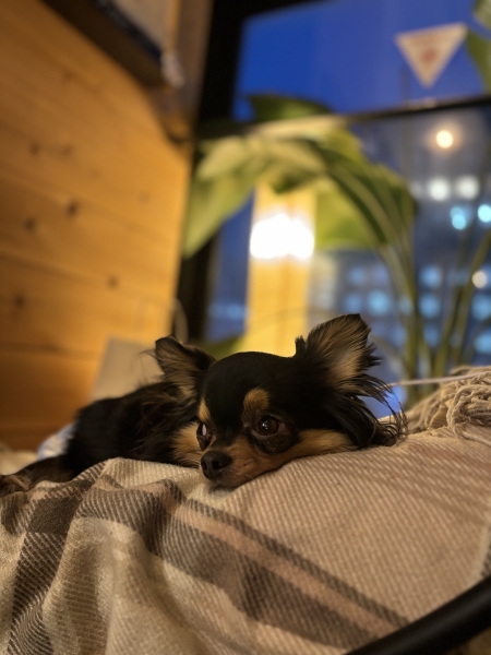 愛犬チャイくん