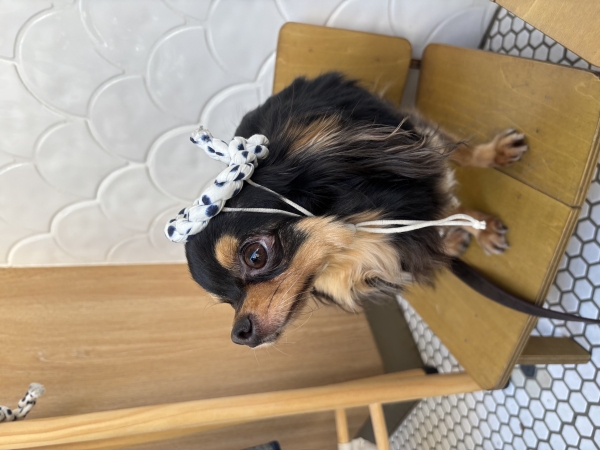 チャイくんと代官山での休日