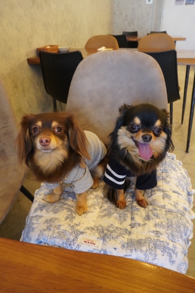 おそろい服の愛犬たち