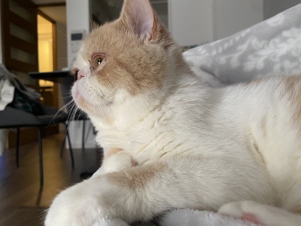 猫が大きくなりました！