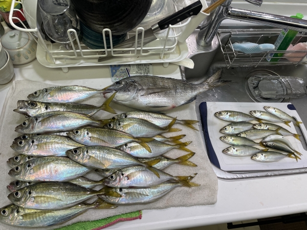 ライトアジ30匹