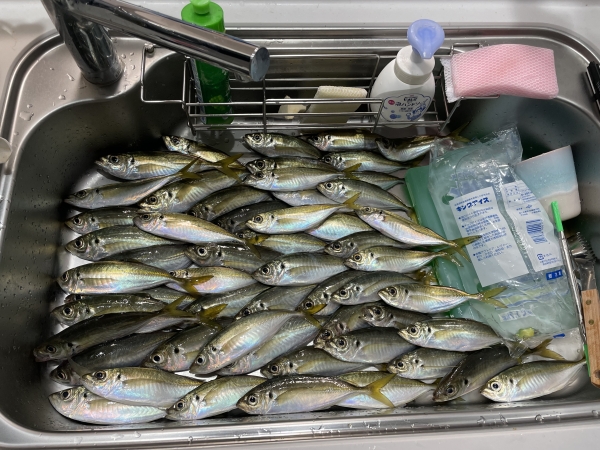 アジ釣りに行ってきました！