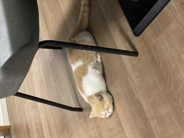猫がかわいいです！