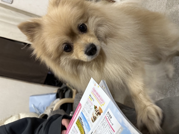 旅行雑誌に興味津々の銀さん🐕