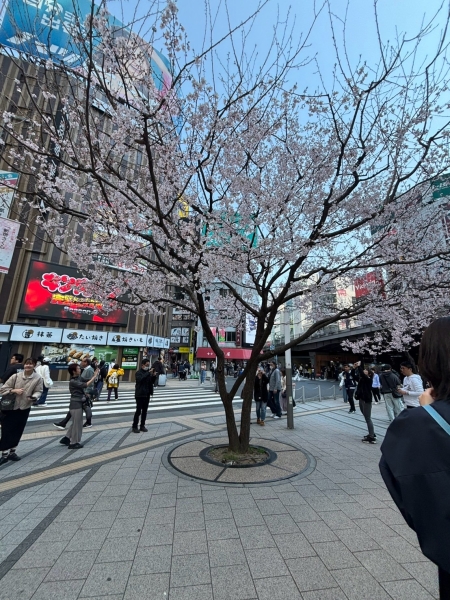 春が開花
