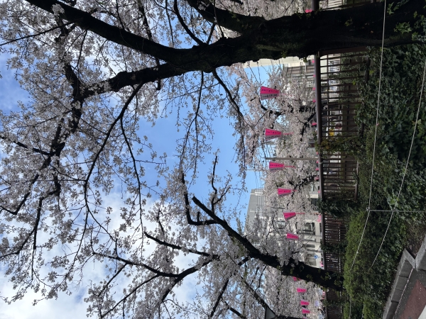 毎年恒例！お花見🌸