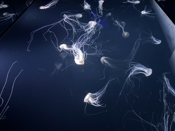 久しぶりに水族館に行ってきました！🐬