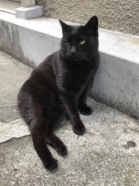 旅先で見つけた猫